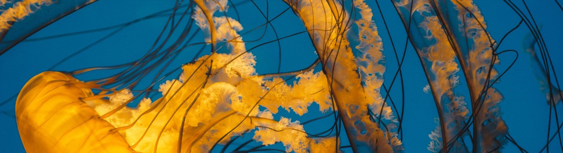 jellyfish
