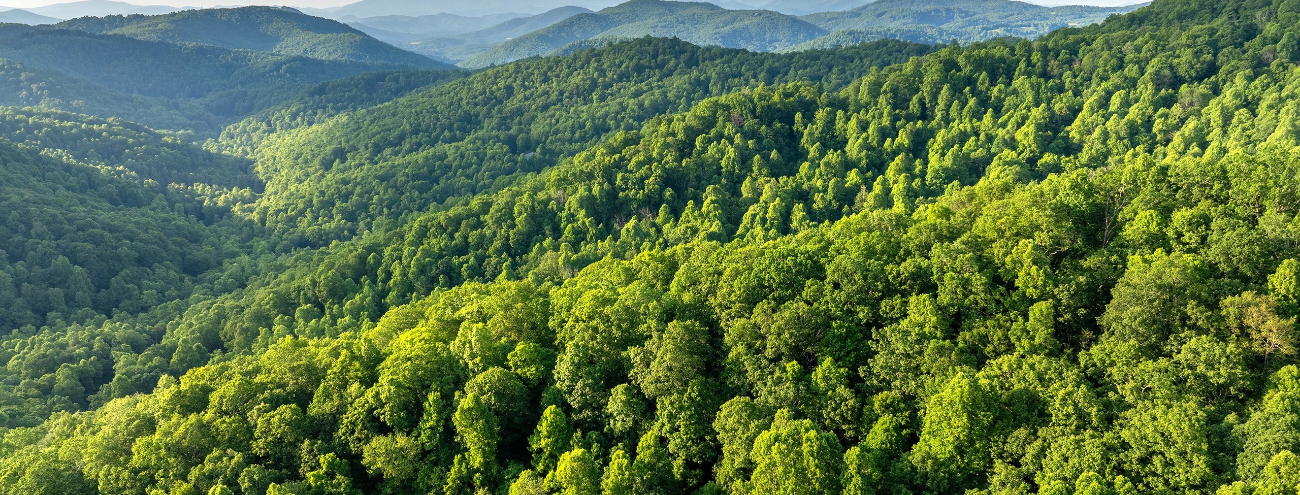 Mountain forest