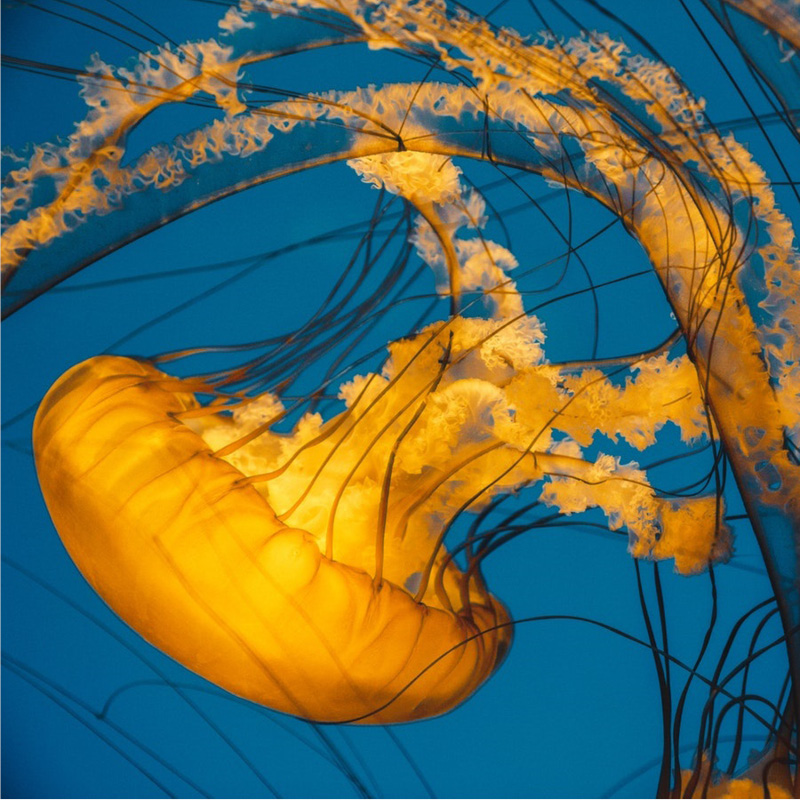 Sea life
