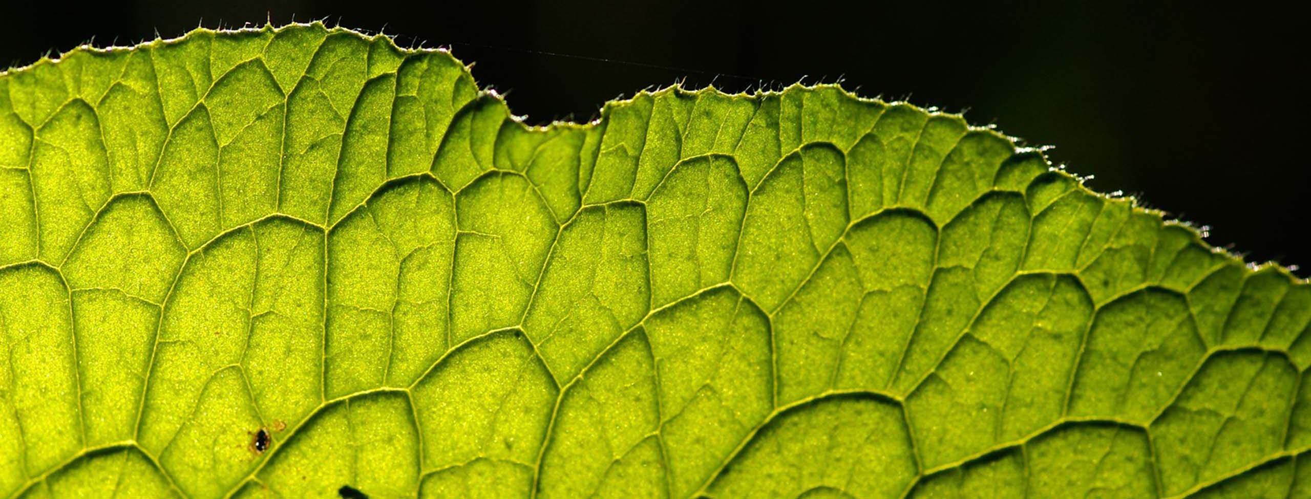 closeup of a green leaf