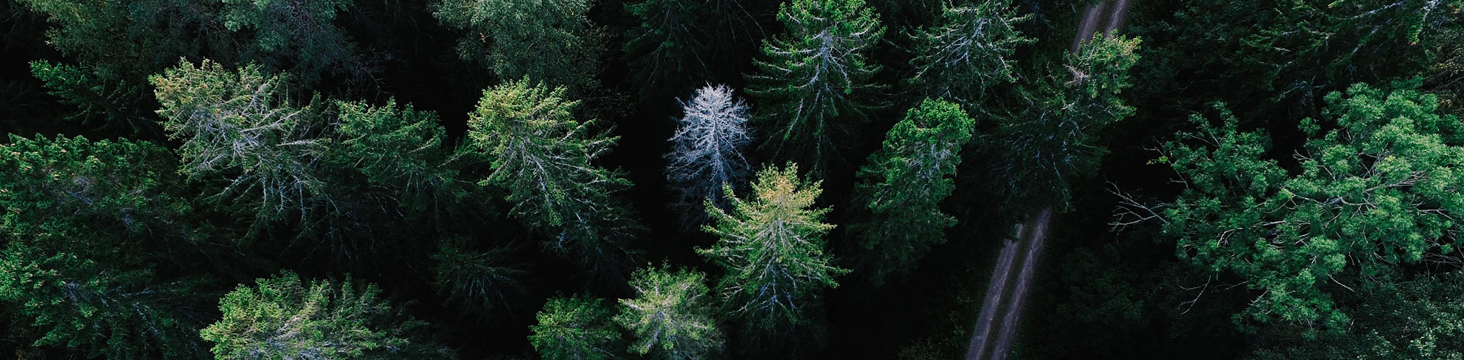 Aerial view of forest