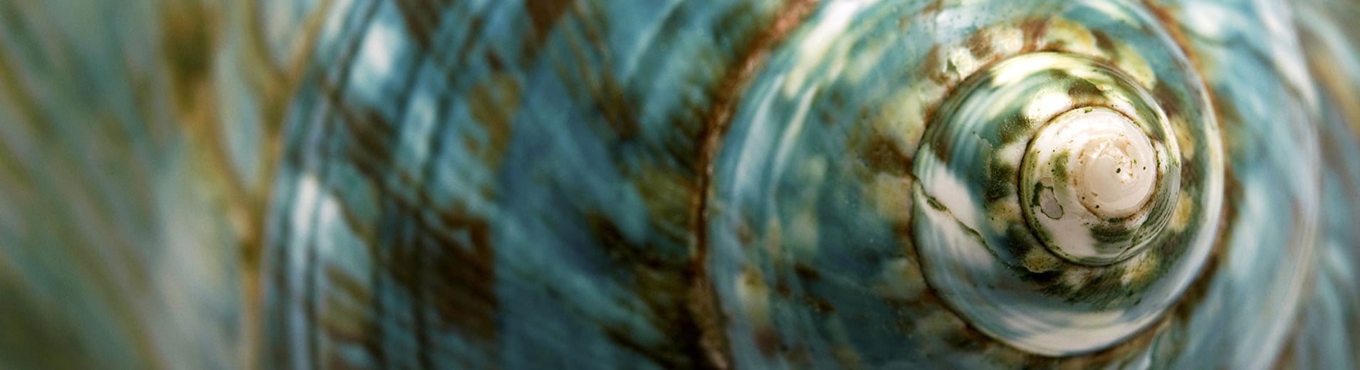 Blue-brown_shell_PPT