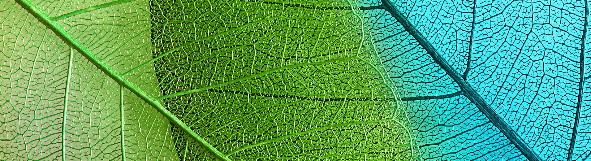 Blue green leaves PPT 1910520