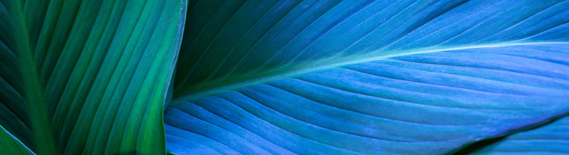 Blue-green_leaf_PPT