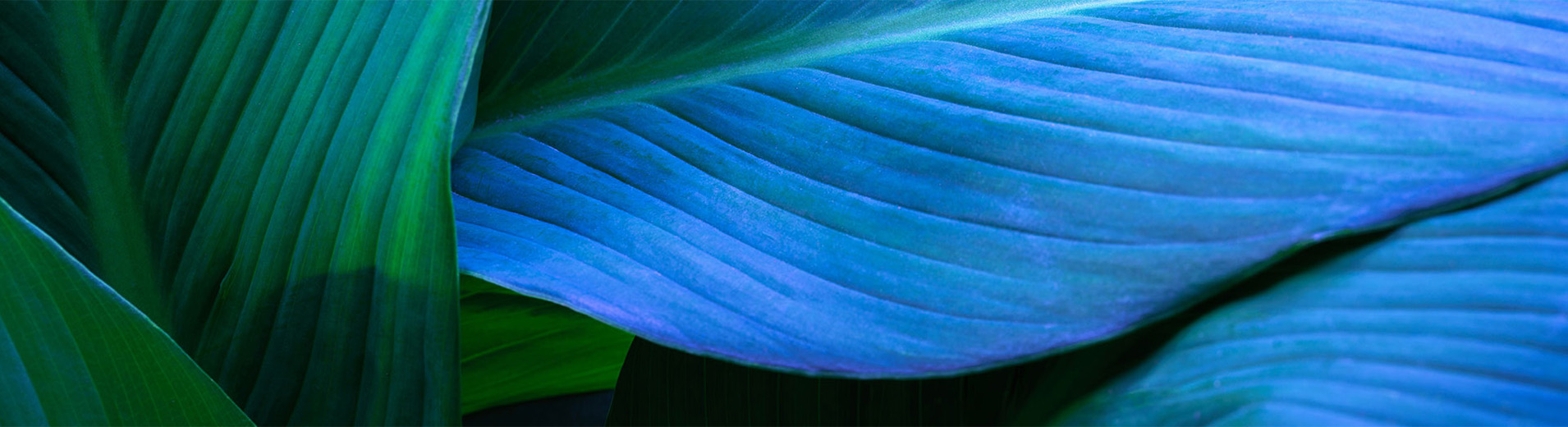 Blue-green_leaf_PPTblue