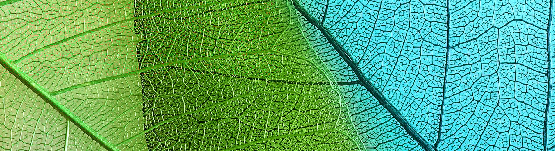 Blue-green_leaves_PPT