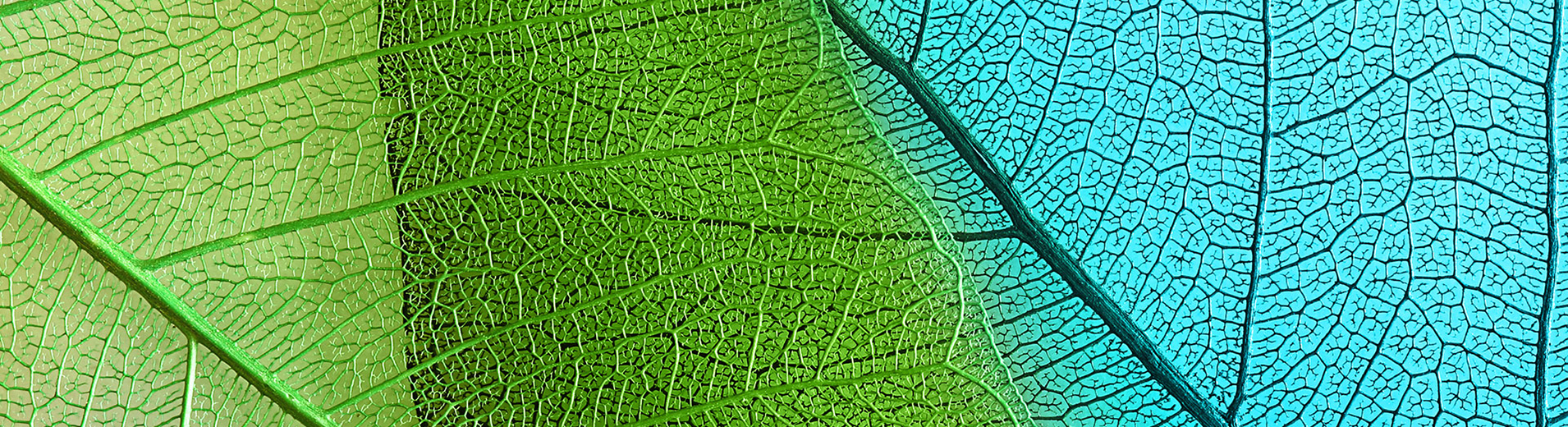 Blue-green_leaves_PPT