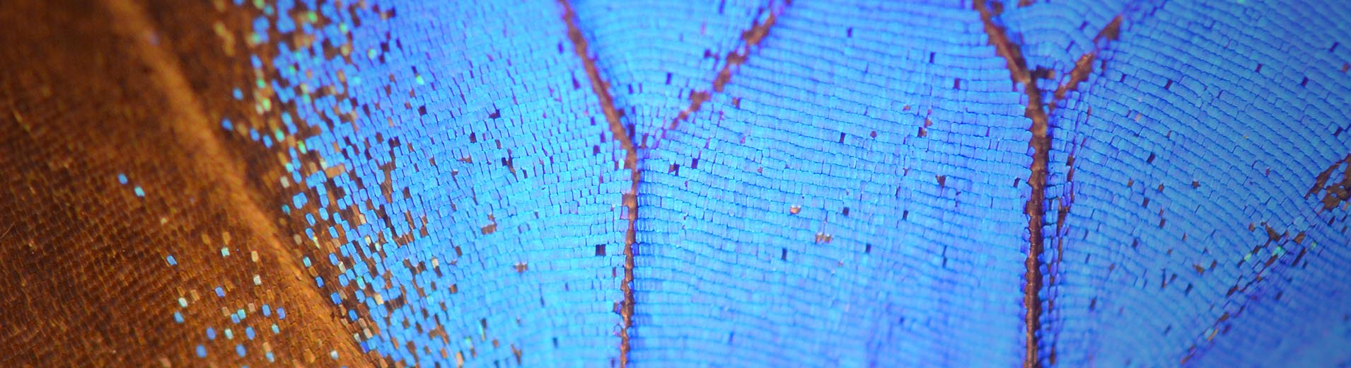 Butterfly_Wing_Close_Up_S_2767