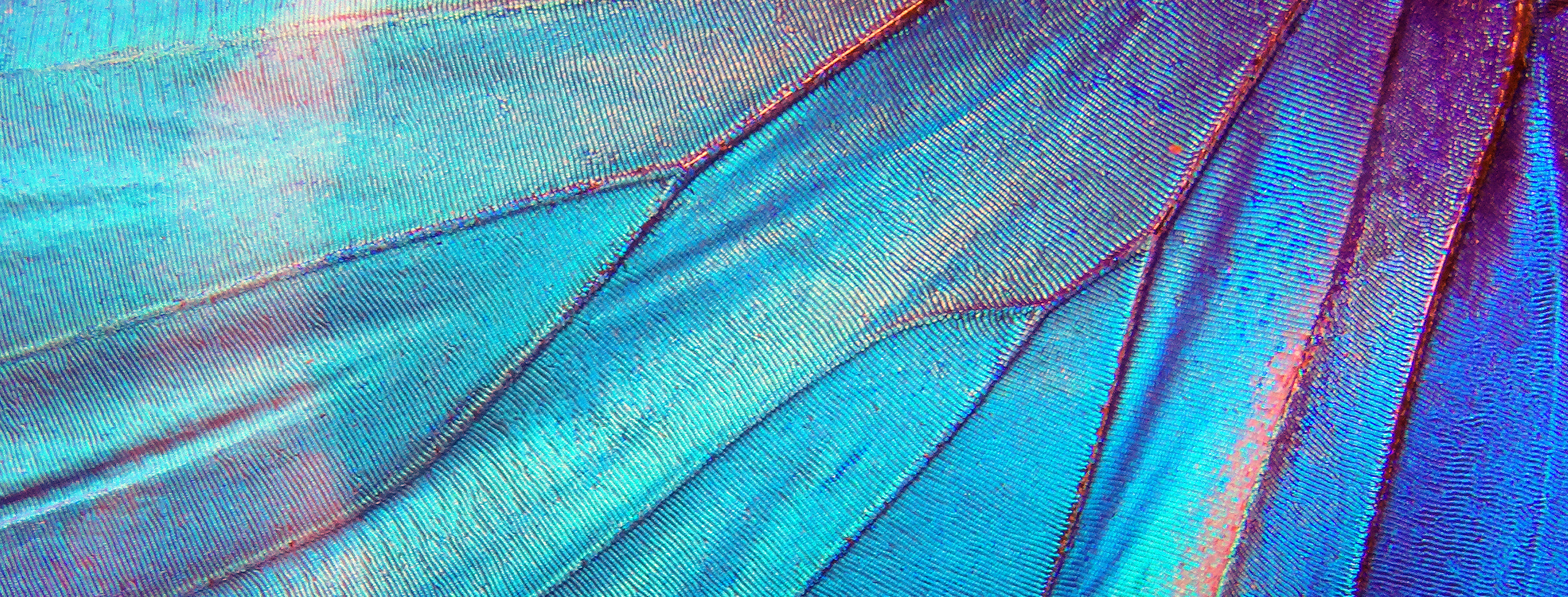 Butterfly_Wing_Close_Up_S_2768-2560x975-36abb24