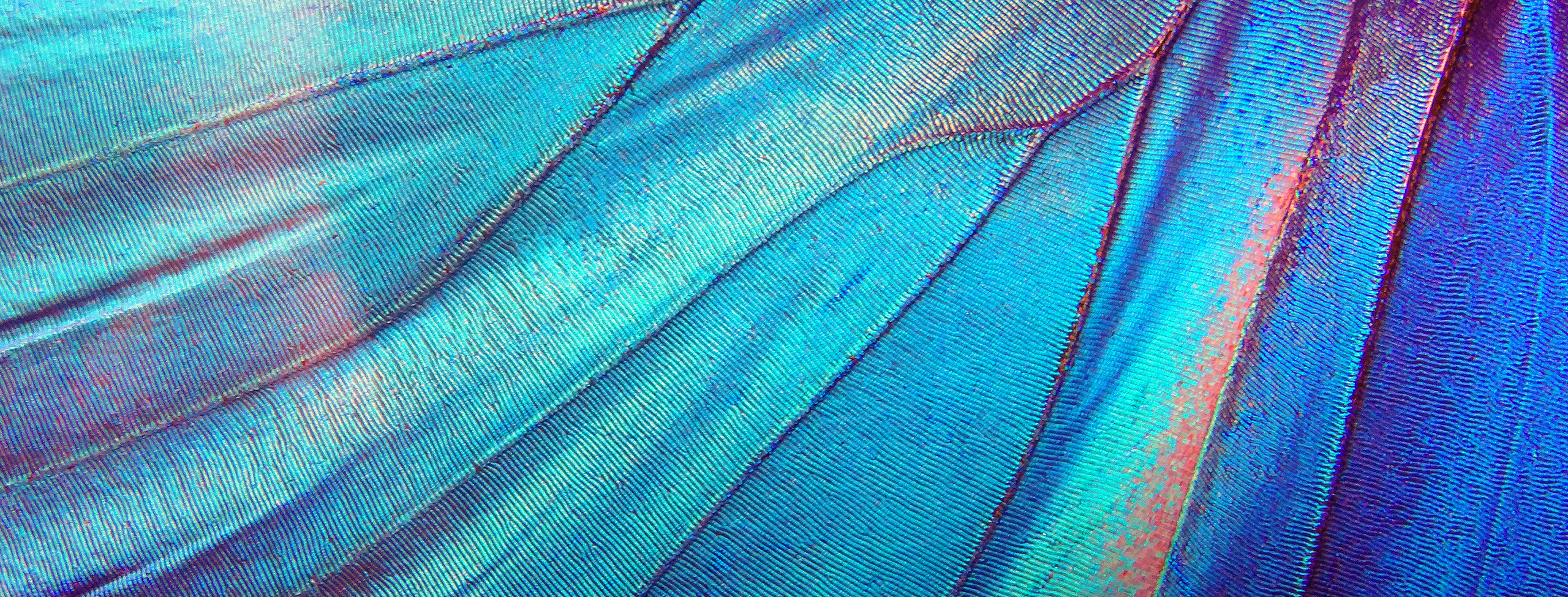 butterfly wing close up