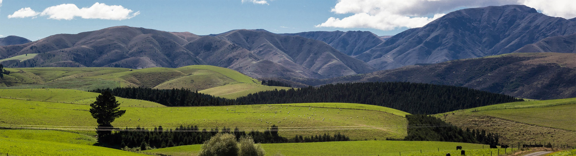Cow_Herd_with_Hills_landscape_S_0534_PPT