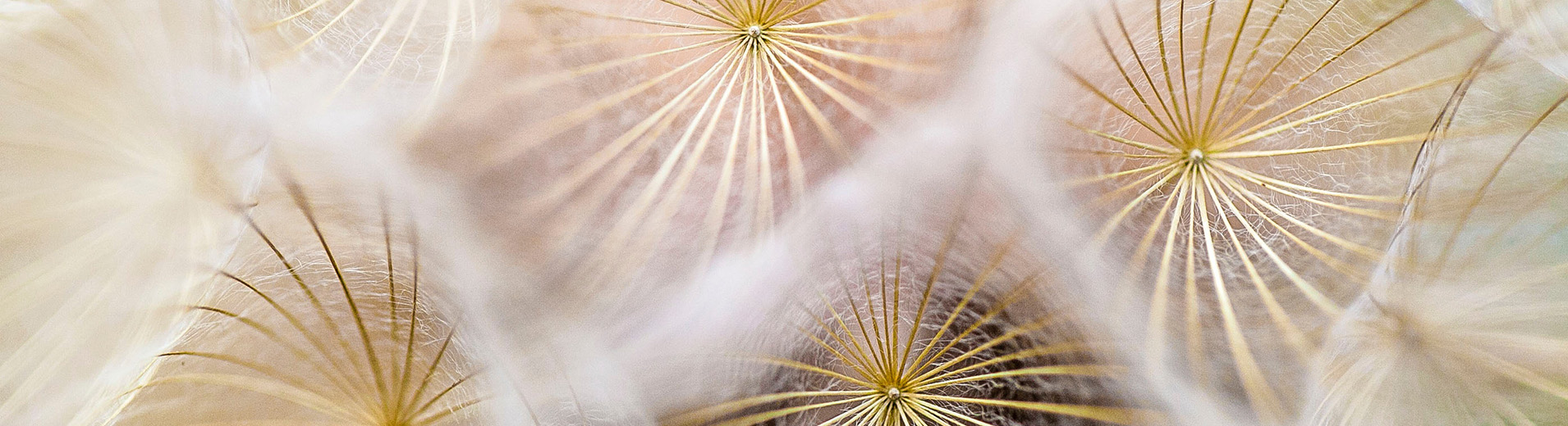 Environmental_Concept_Dandelion_P_0020