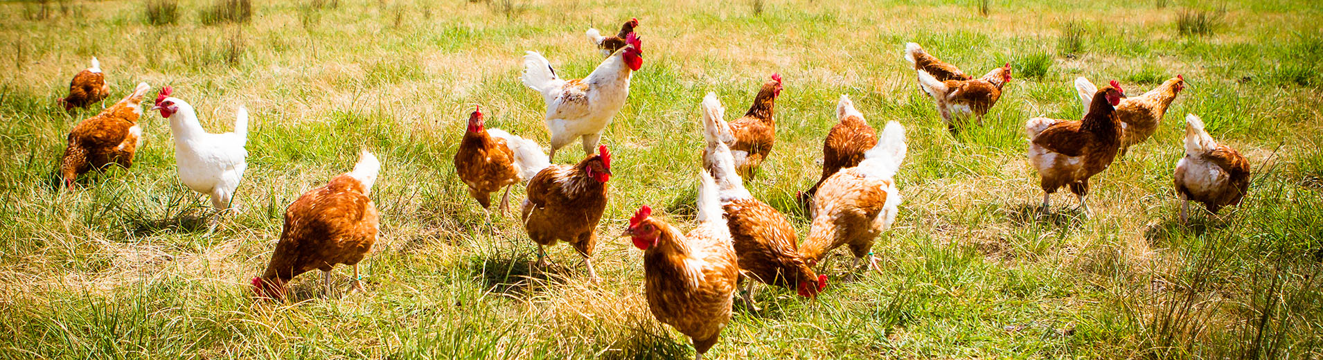 Free_Range_Chicken_S_0565
