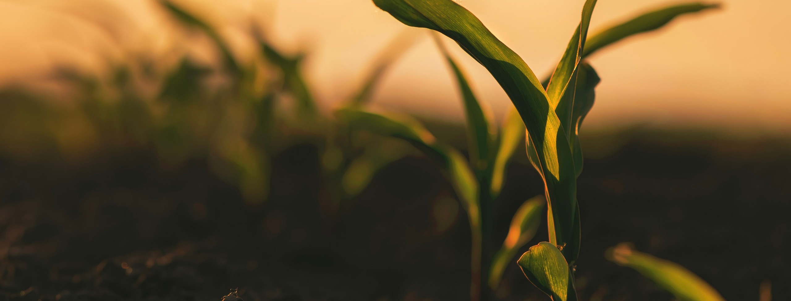 Green_maize_seedlings_2560x975