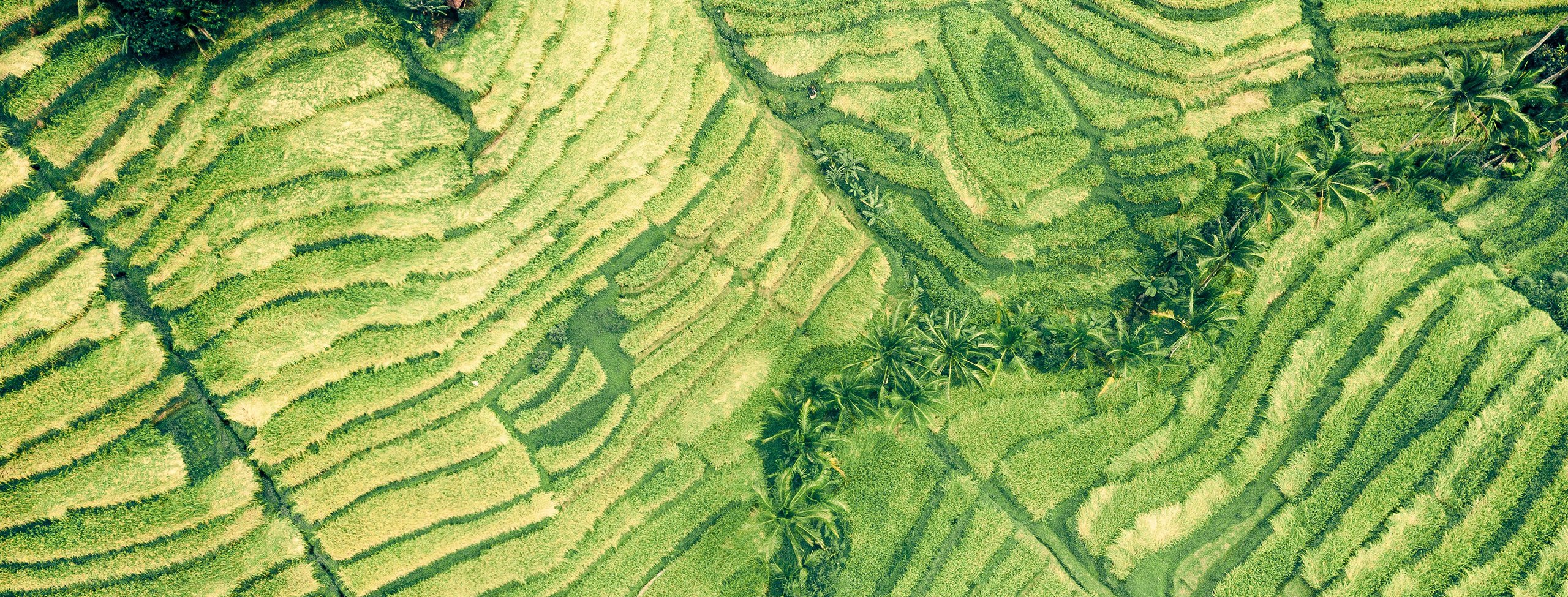 Hut_in_fields_S_2518