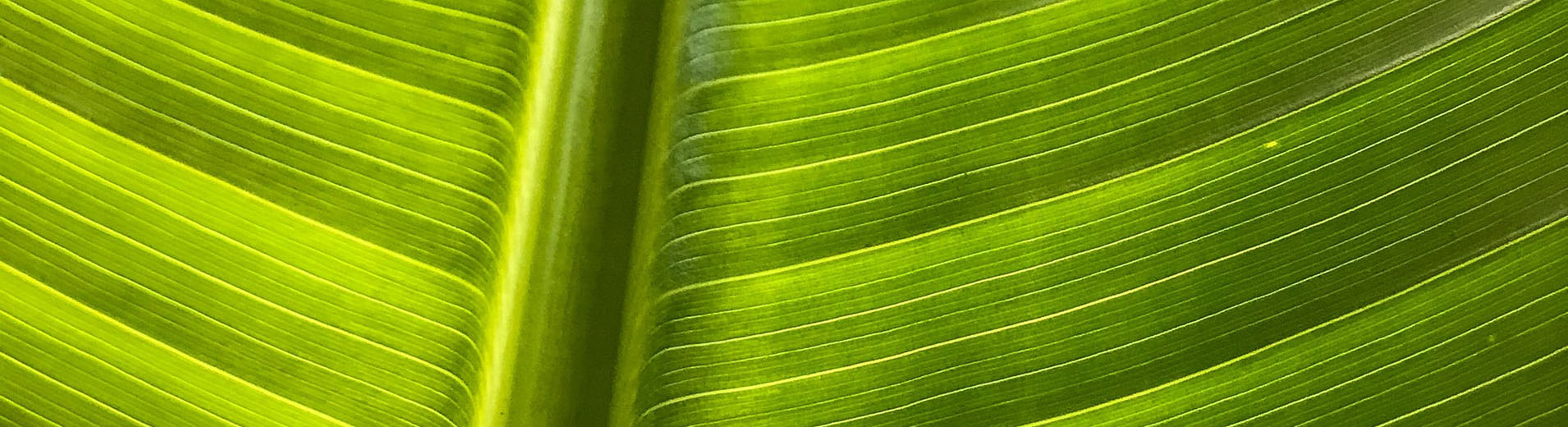 Leaf_Close_Up_P_0666