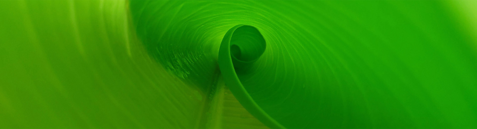 Leaf_macro_S_2626_PPT