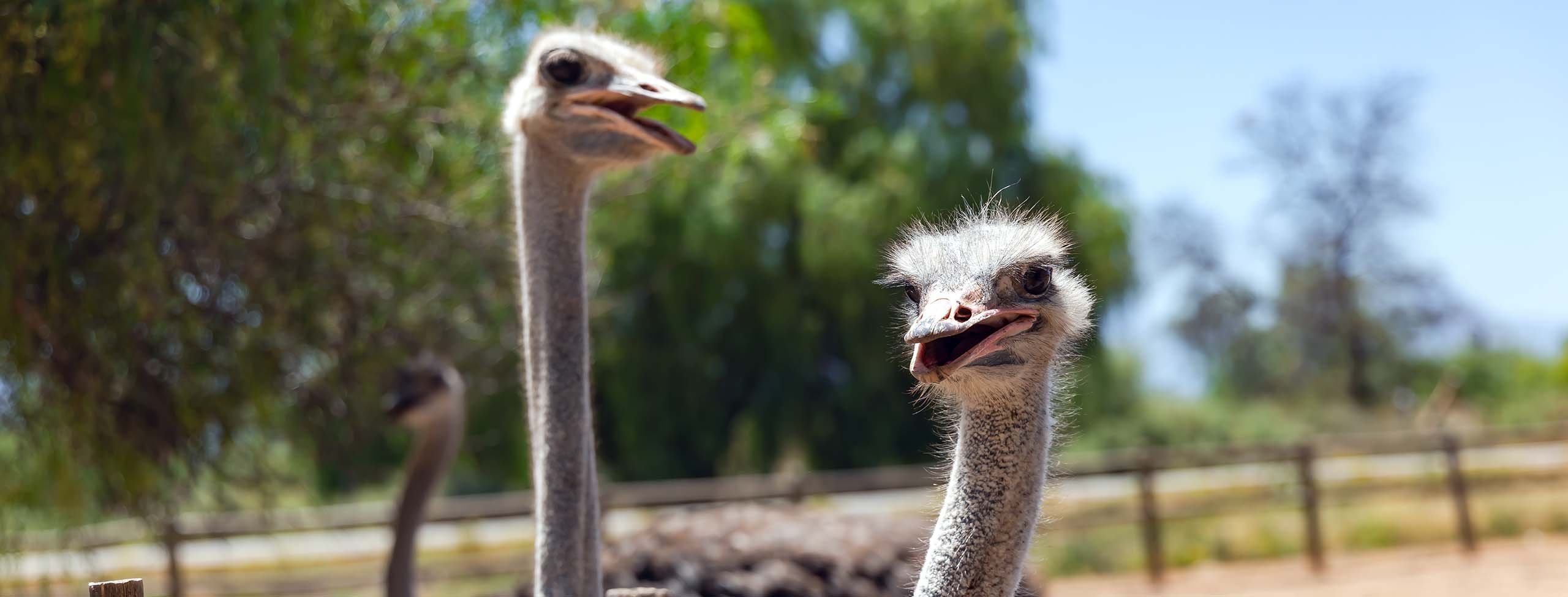ostriches
