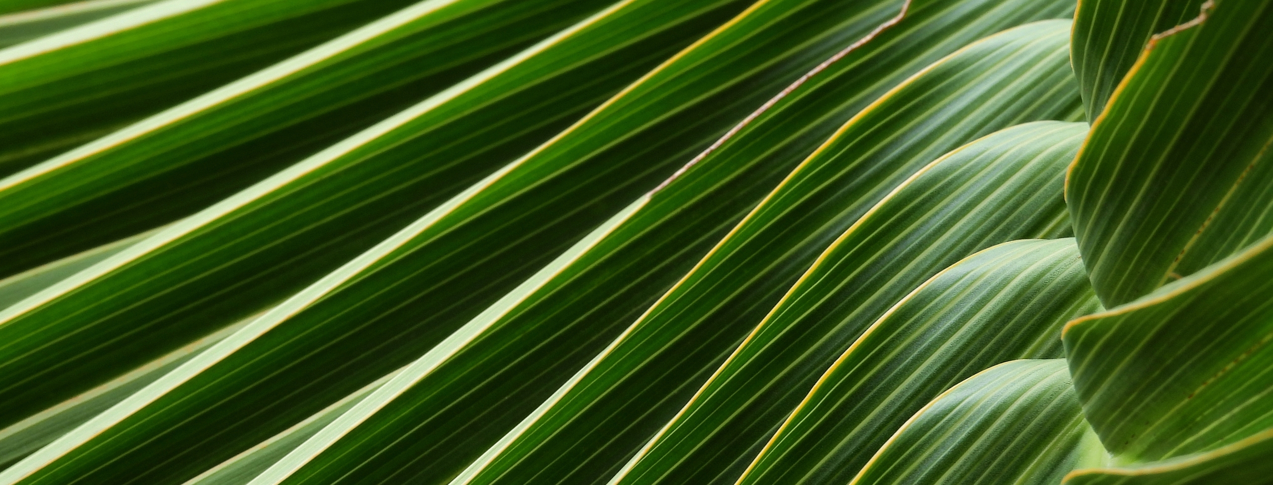 Palm tree leaf