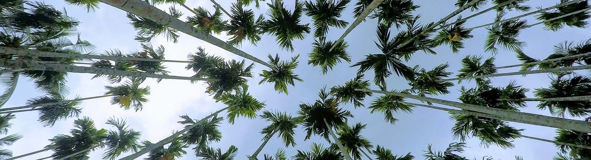 Palm_Trees_S_0398_1910x520