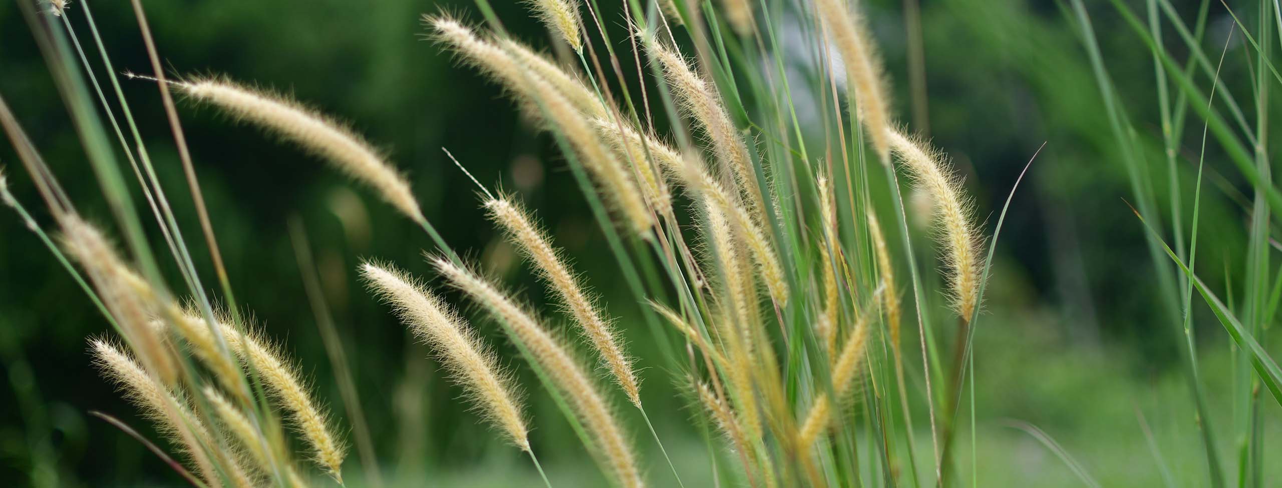 Reeds_S_2532 2560x975