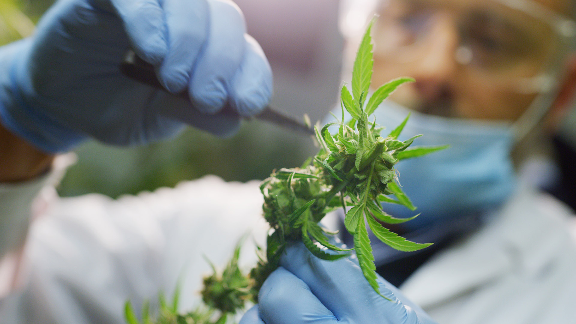 Scientist-and-cannabis-plant_S_2032_PPT