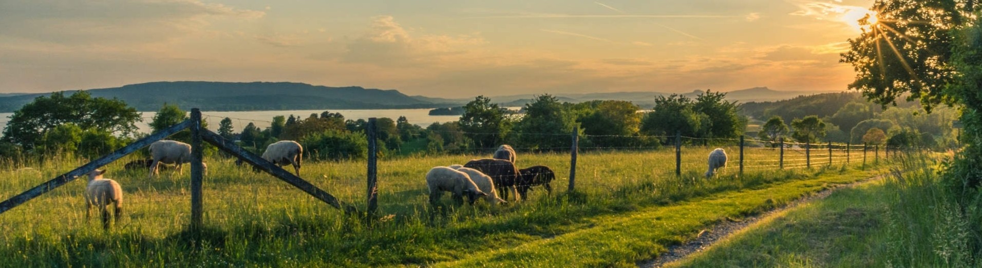 Sheep_farm_S_2441 crop