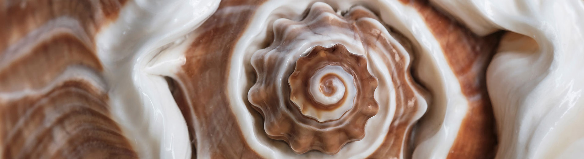 Shell close-up