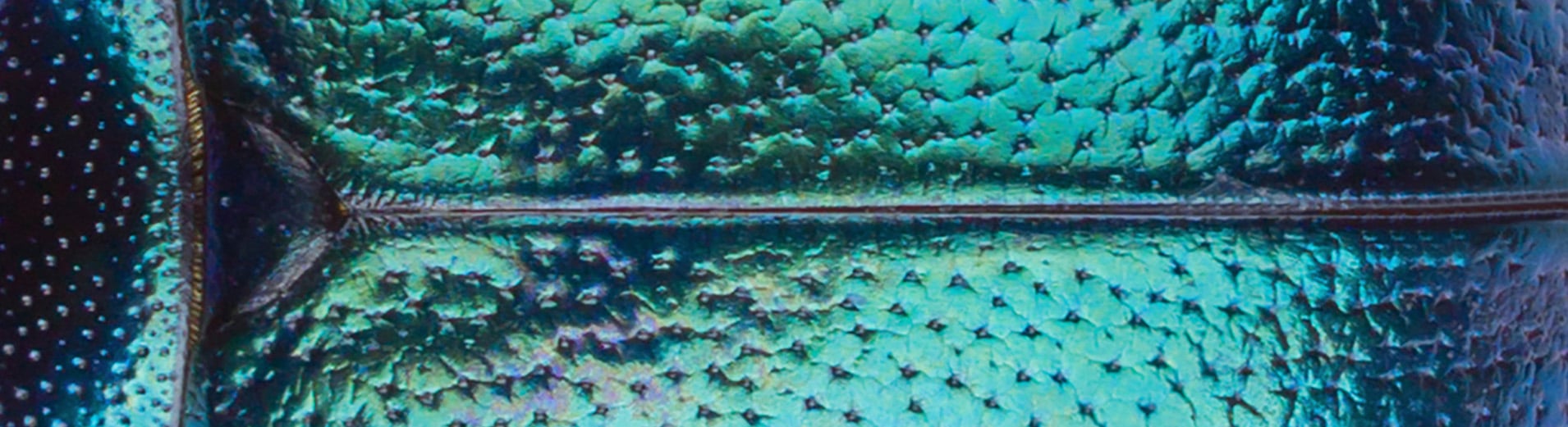 shutterstock_1407692981