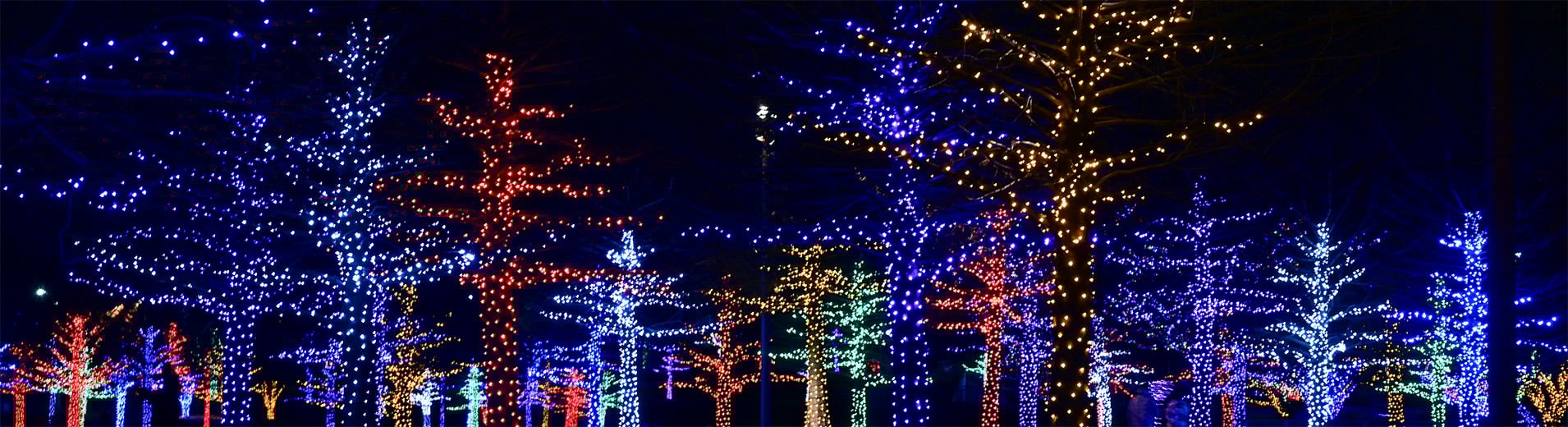 trees-D4PBlzhwAy4-unsplash