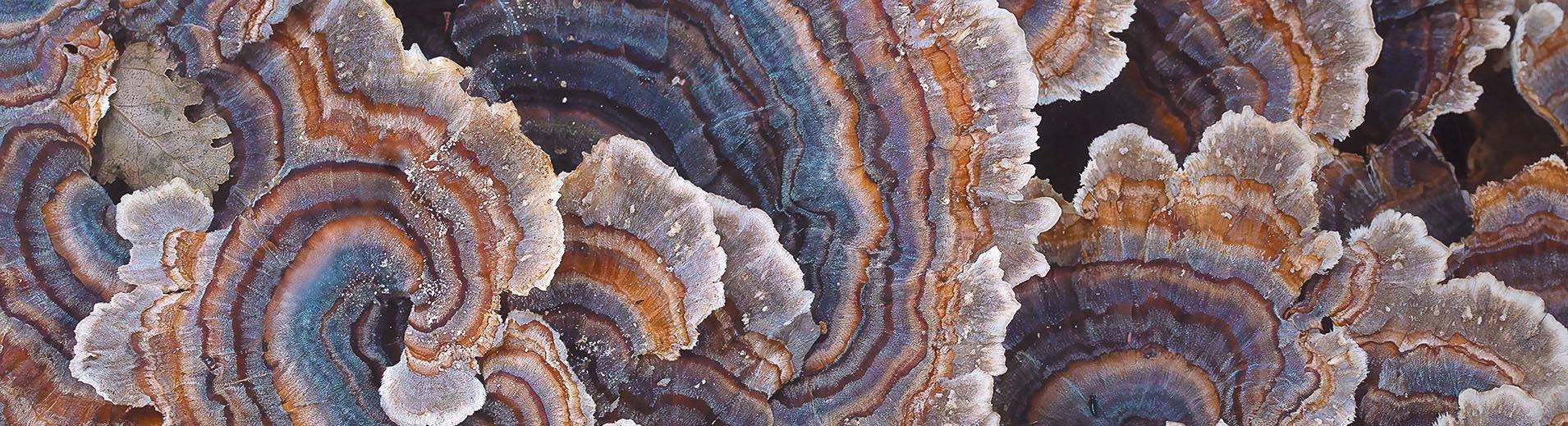 Turkey_Tail_mushrooms_macro_PPT