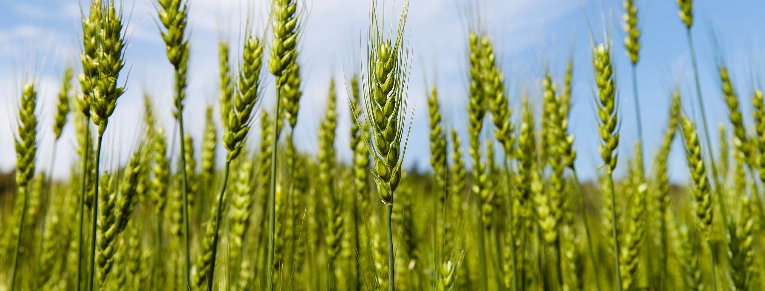 Green_bottles_S_2184-4K2