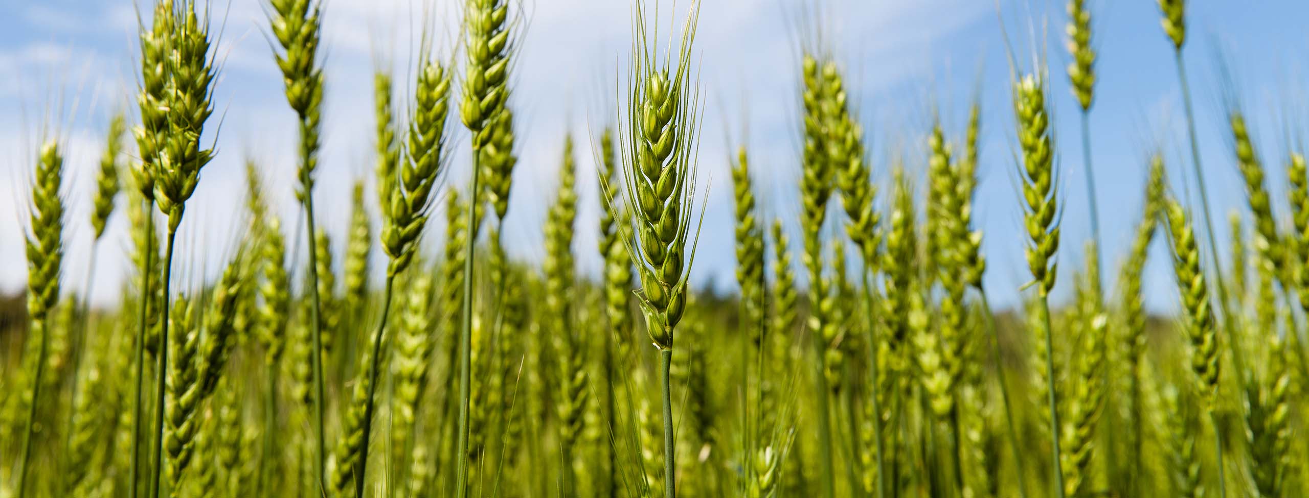 Green_bottles_S_2184-4K2