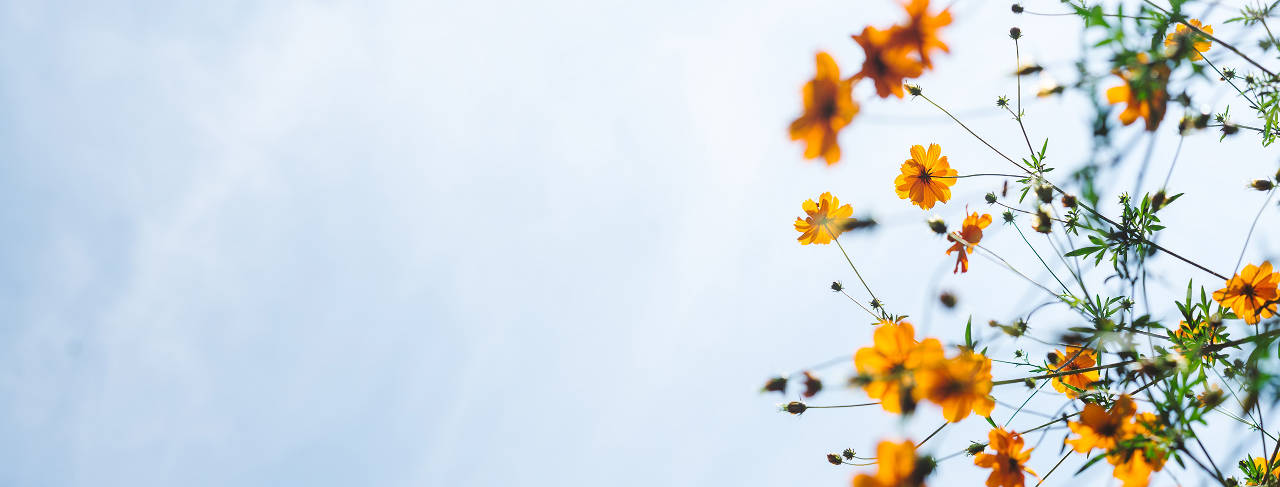 Yellow_flowers_S_0660