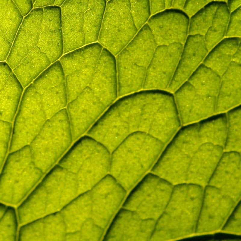 Green_leaf_closeup_S_2555-X3 square