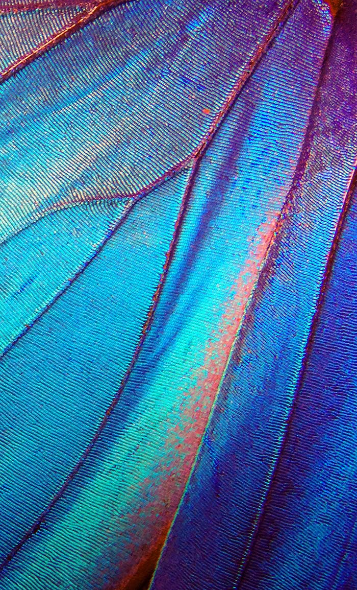 Butterfly_Wing_Close_Up_S_2768 700x1155