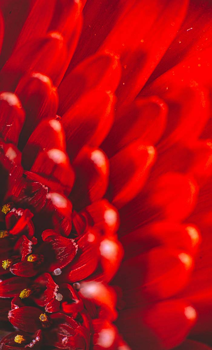 Red flower 700x1155