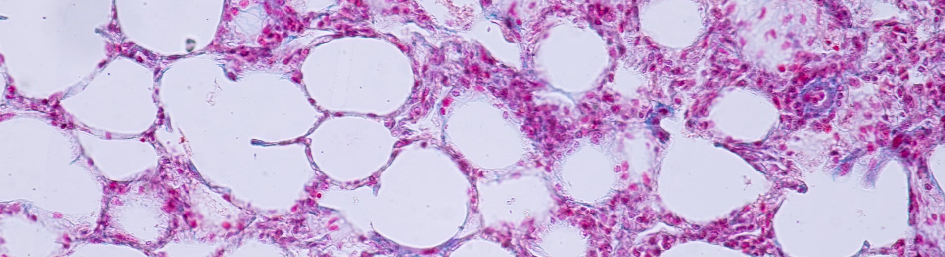 shutterstock_1071089249