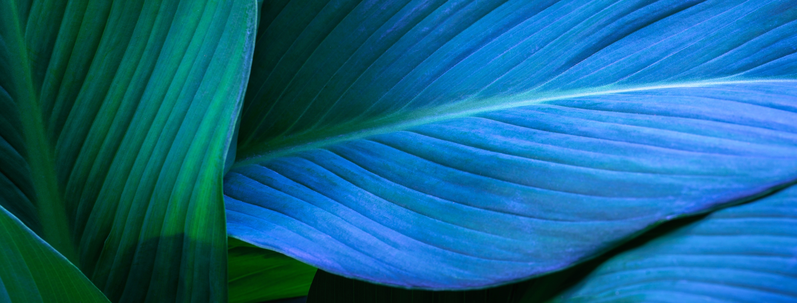 Blue-green leaf