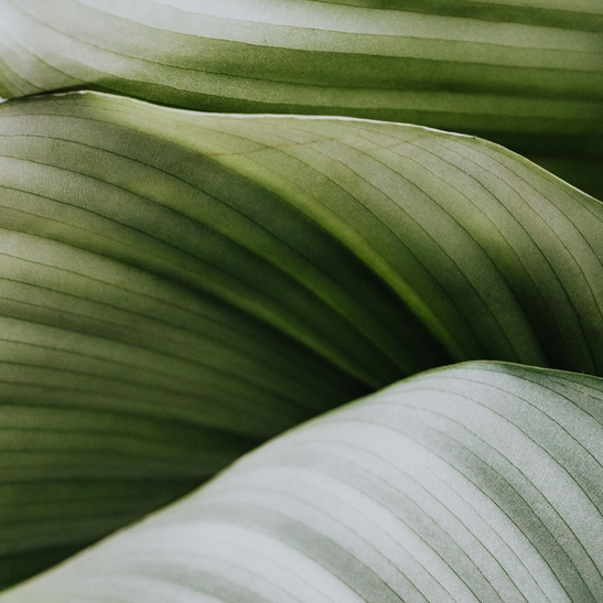Leaf micro