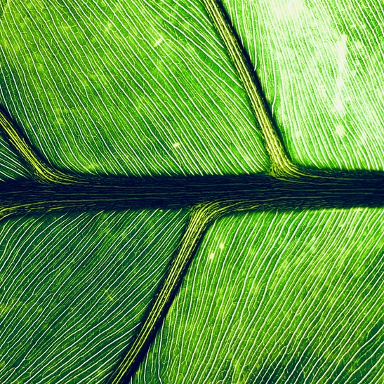 Leaf macro