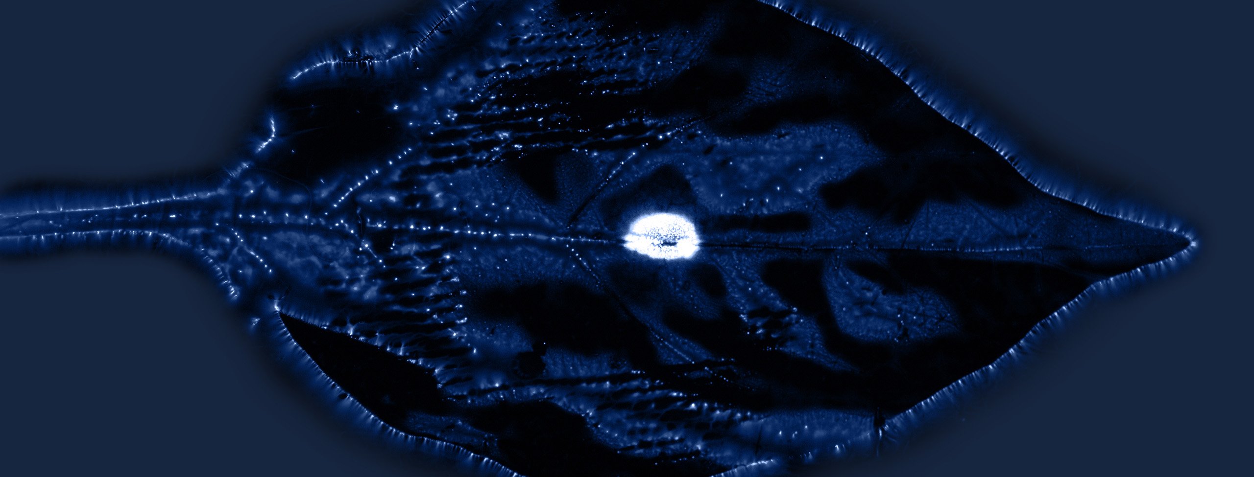 Leaf X-Ray image for ESG