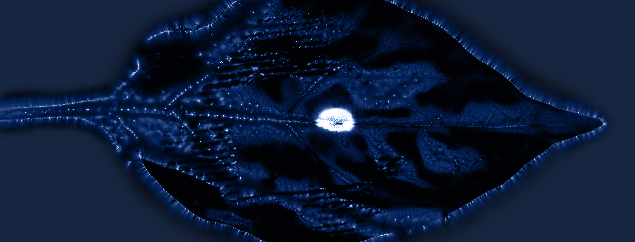 Leaf X-Ray image for ESG