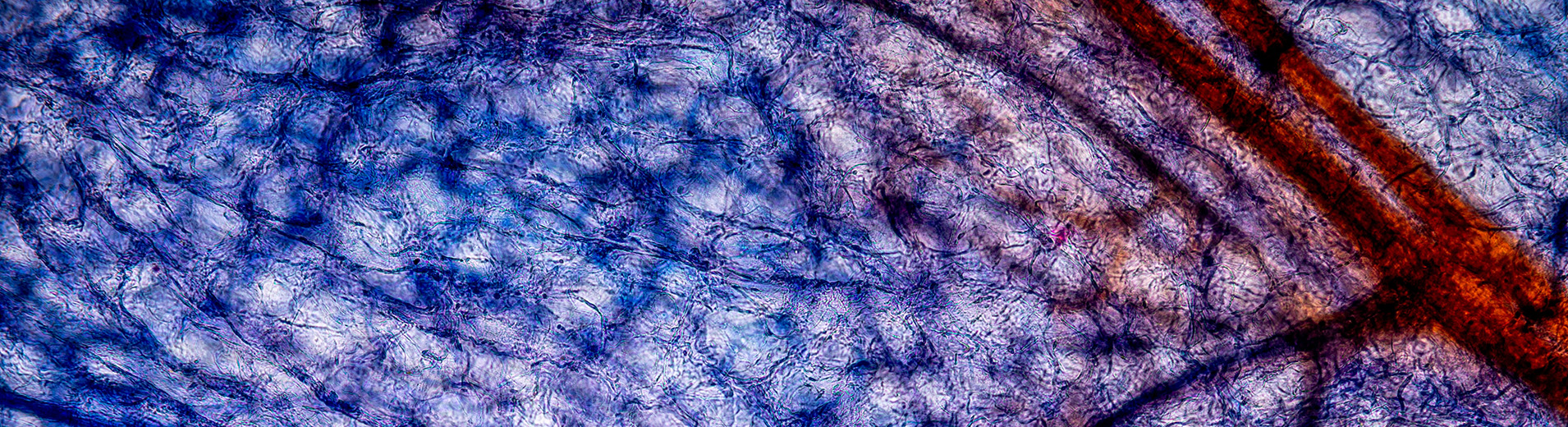 shutterstock_2376721305