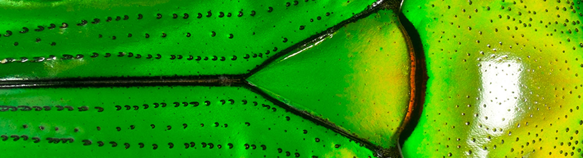 shutterstock_322926626