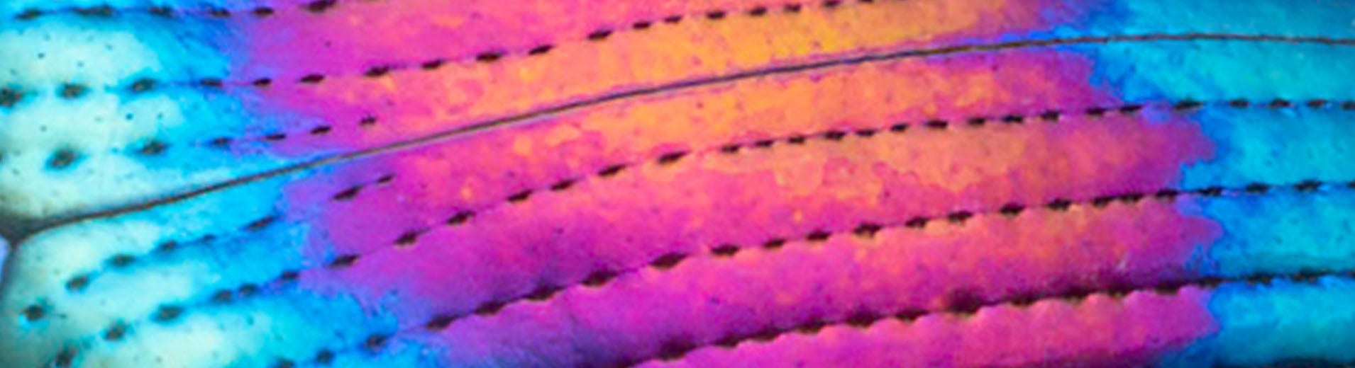 shutterstock_2152599819_01