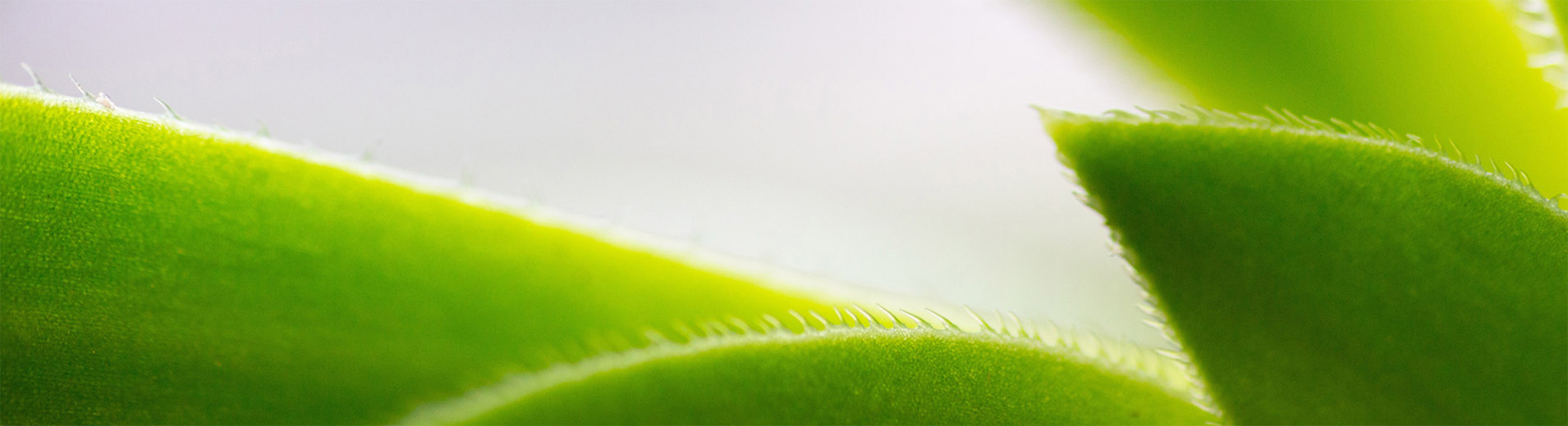 Plant_macro_S_2435_PPT