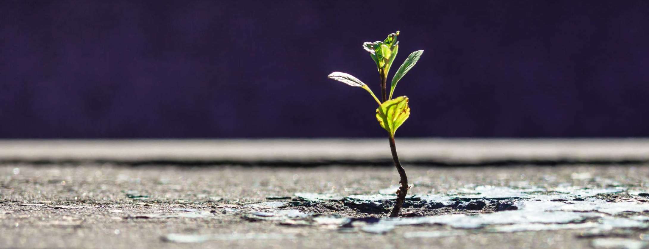 Finding safety for families - Cover