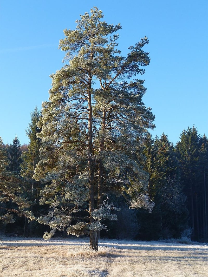 Off-the-Road Tree Planting