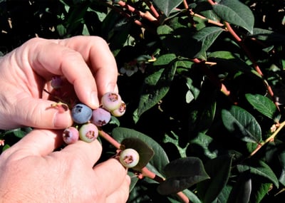 jumbo blueberries on the plant